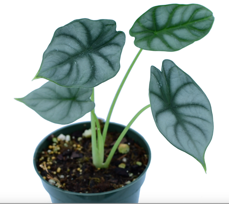 Alocasia Silver Dragon-seedlings
