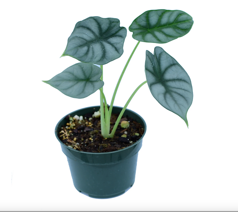 Alocasia Silver Dragon-seedlings