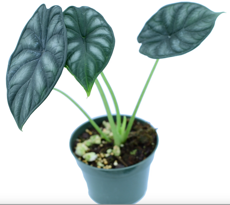 Alocasia Dragon Scale