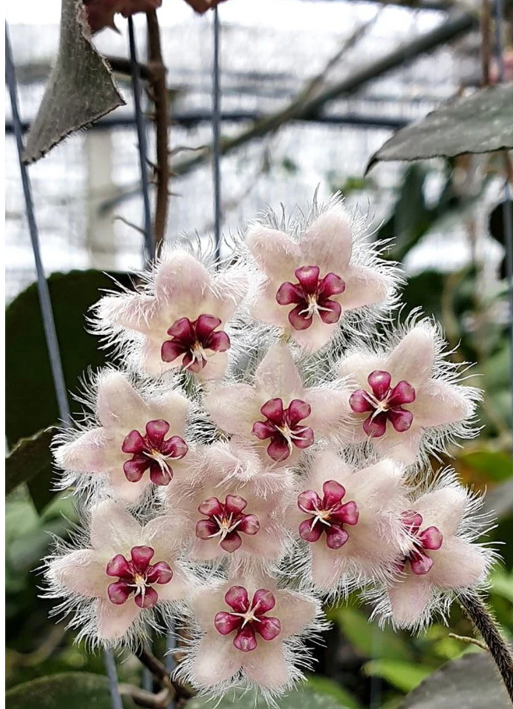 609 ホヤ Hoya caudata sumatra 特大大株花付き花座付き（Hoya