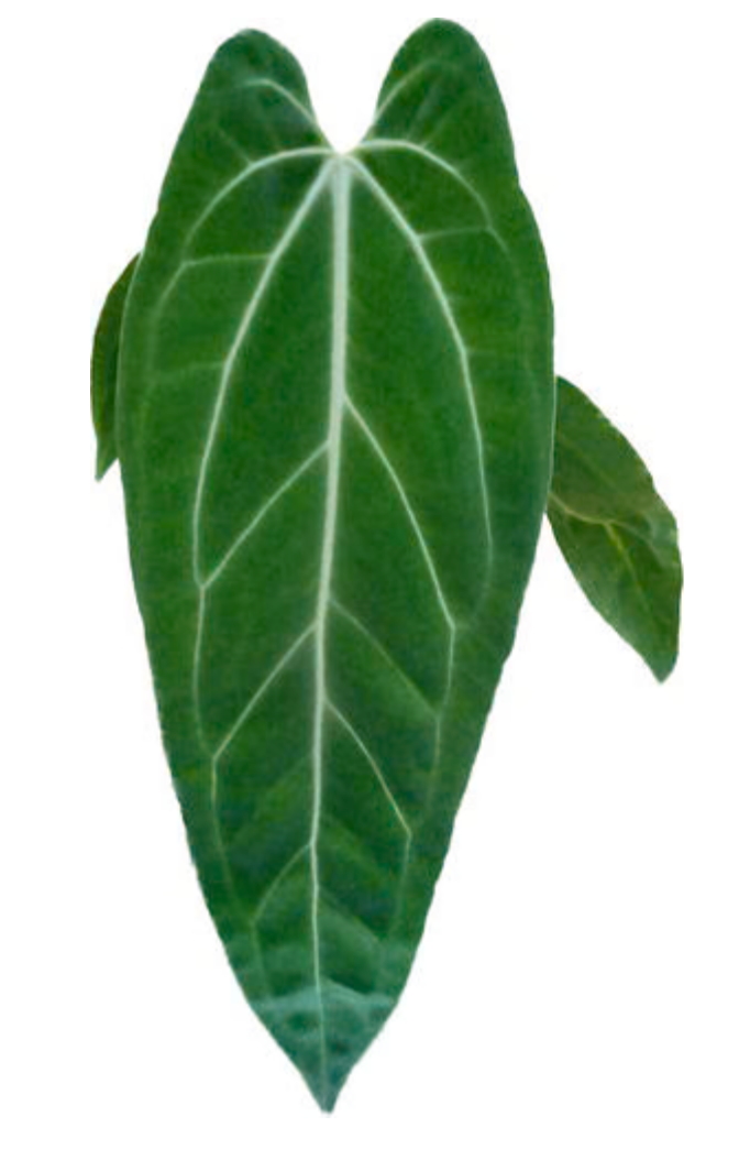 Anthurium Ecuagenera Princess