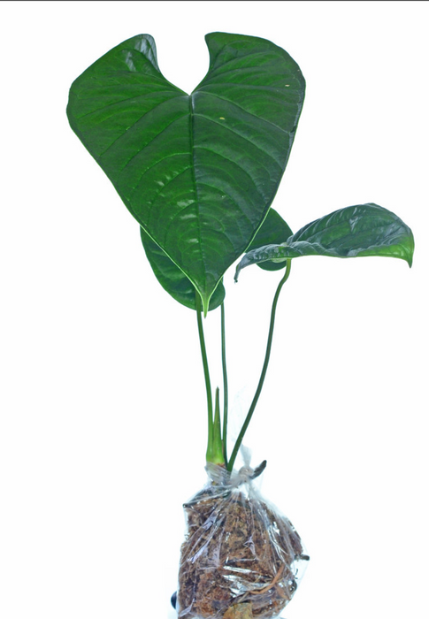 Anthurium longistrorsum