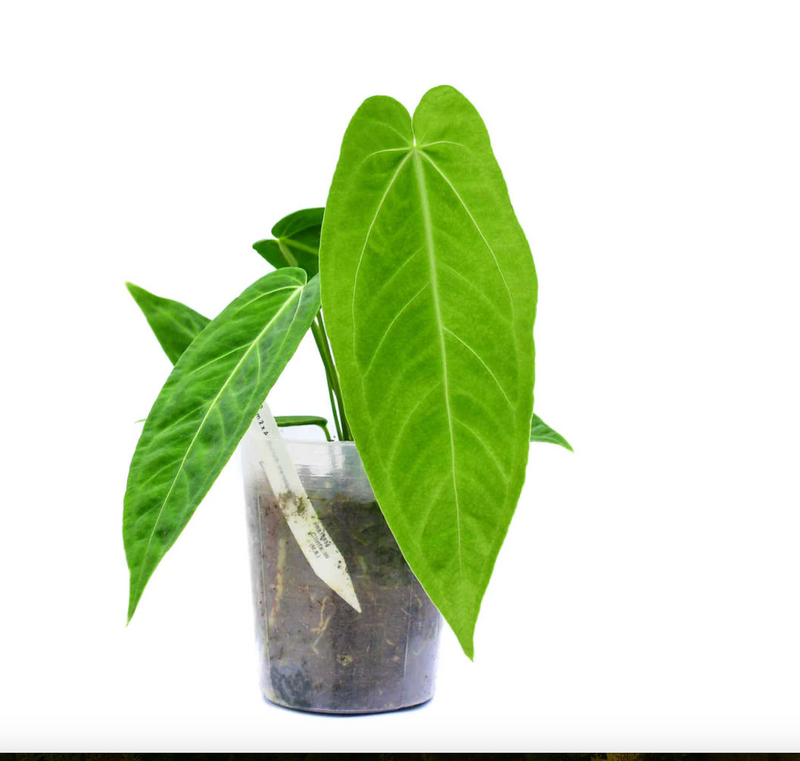 Anthurium Zamora Queen