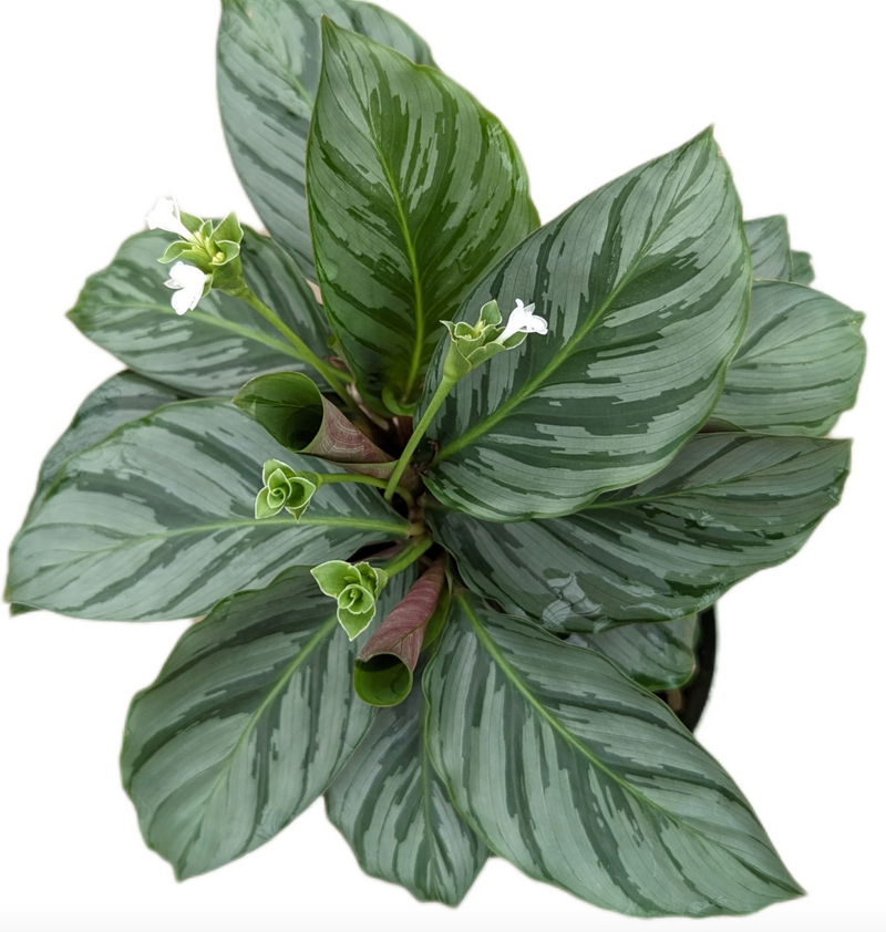 Calathea sp ‘silver’