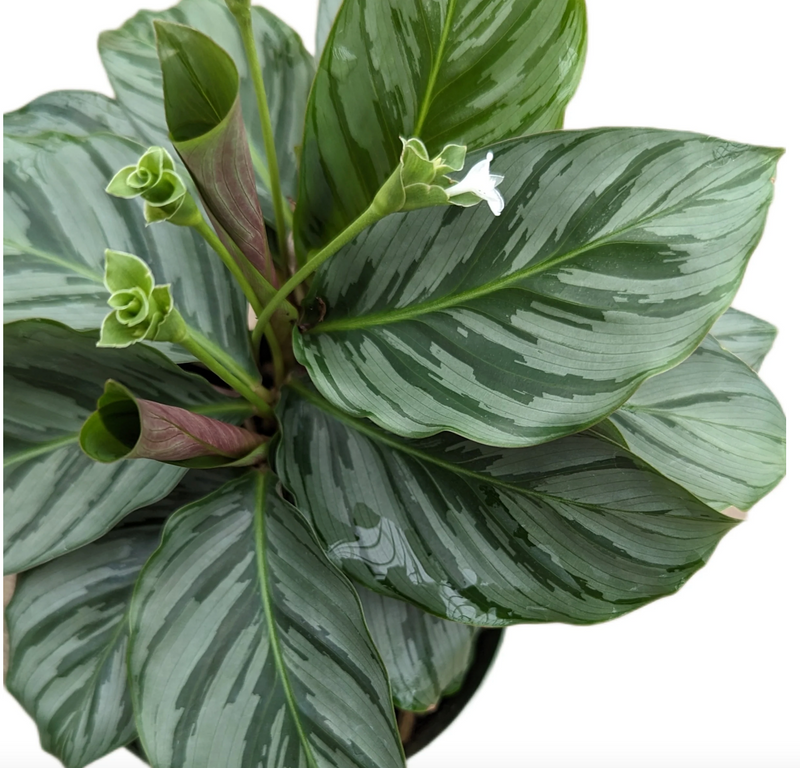 Calathea sp ‘silver’