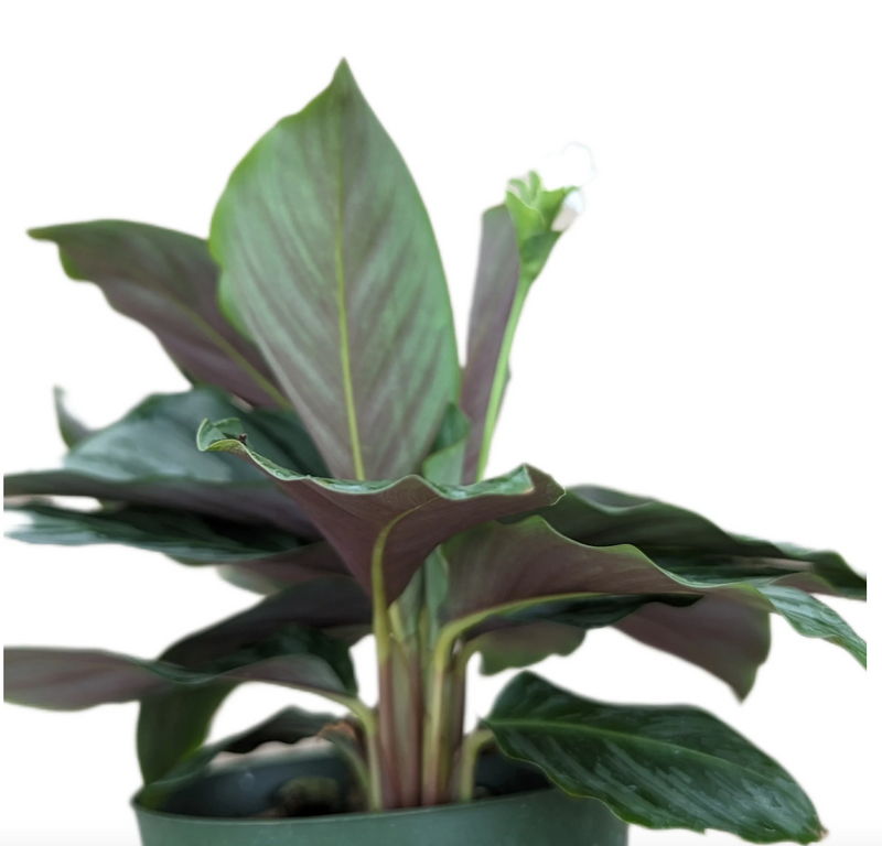 Calathea sp ‘silver’