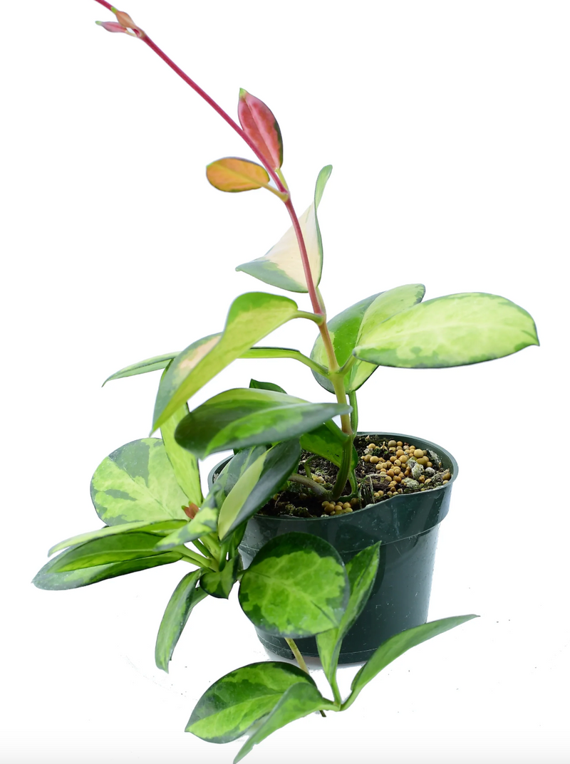 Hoya australis 'Lisa'