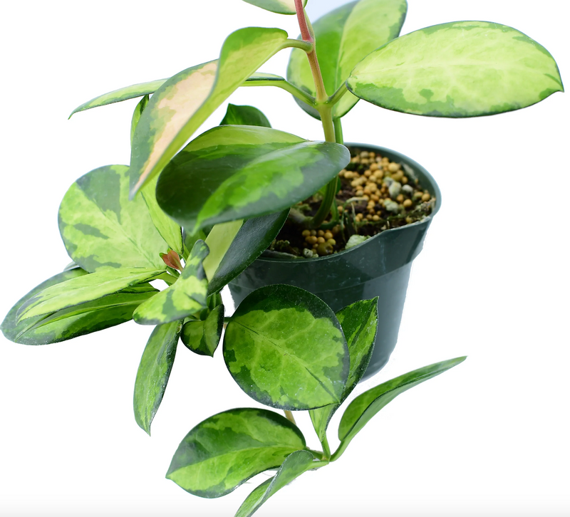 Hoya australis 'Lisa'