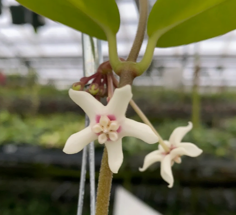 Hoya australis 'Lisa'