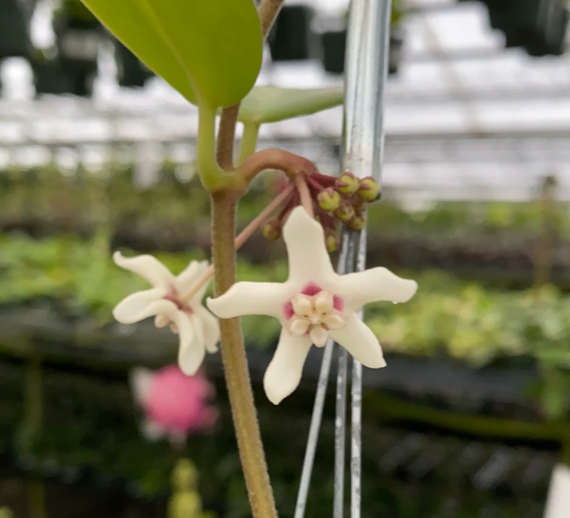 Hoya australis 'Lisa'