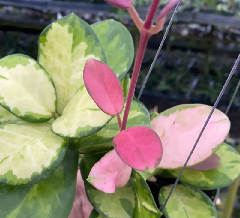 Hoya australis 'Lisa'