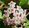 Hoya carnosa