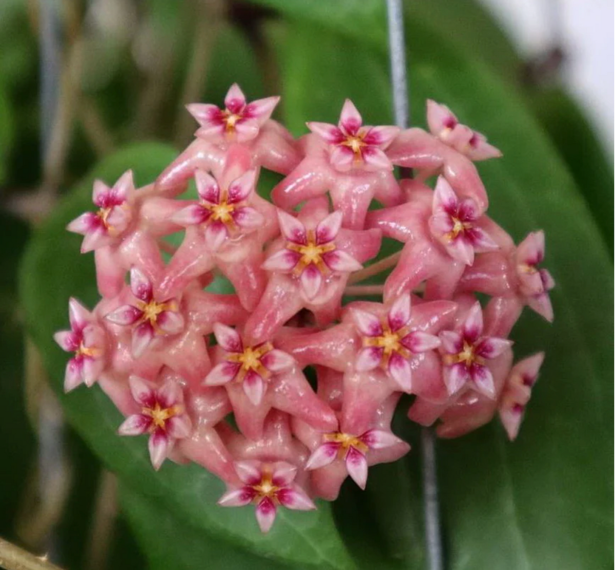 【待望★】 Hoya California Ecuagenera — ilagiorum その他観葉植物