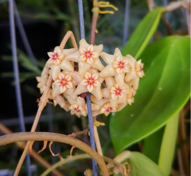 Hoya limoniaca