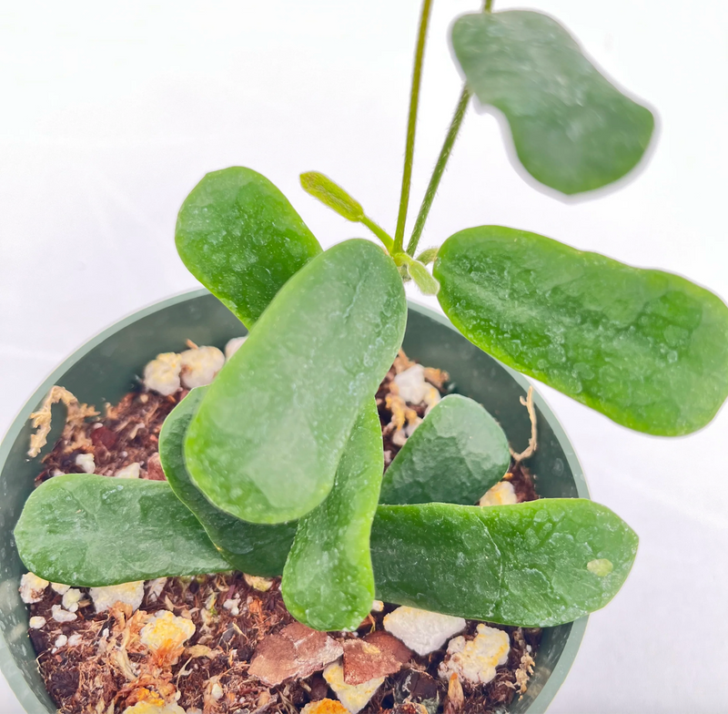 Hoya rotundiflora