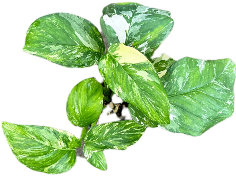 Monstera lechleriana variegated