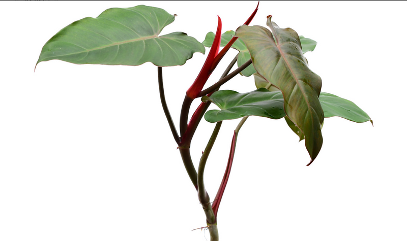 Philodendron erubescens Chocolate
