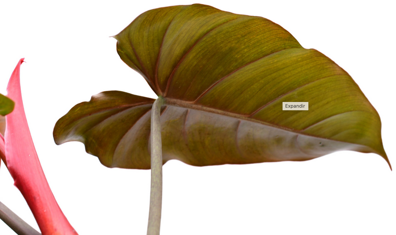 Philodendron erubescens Chocolate