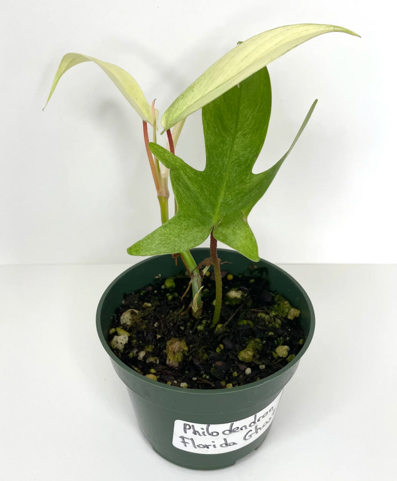 Philodendron Florida Ghost