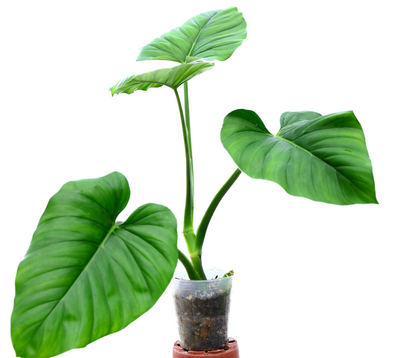 Philodendron giganteum