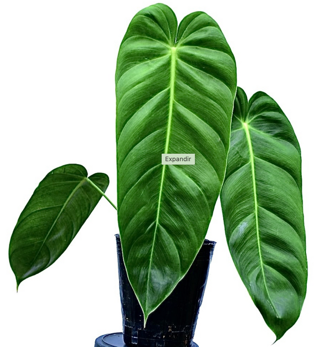 Philodendron Green sky Hort