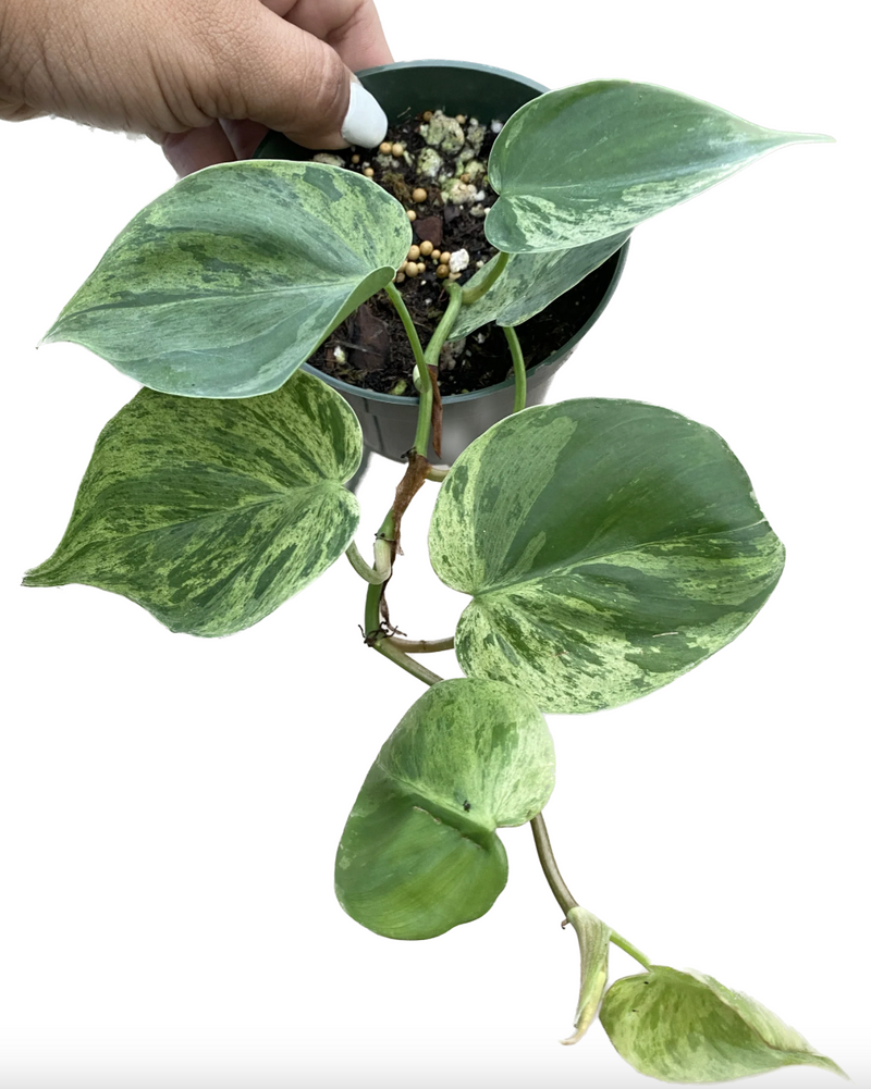 Philodendron hederaceum variegated