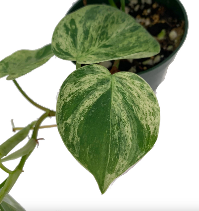 Philodendron hederaceum variegated