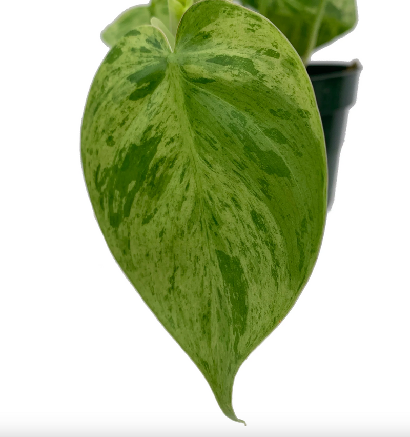 Philodendron hederaceum variegated