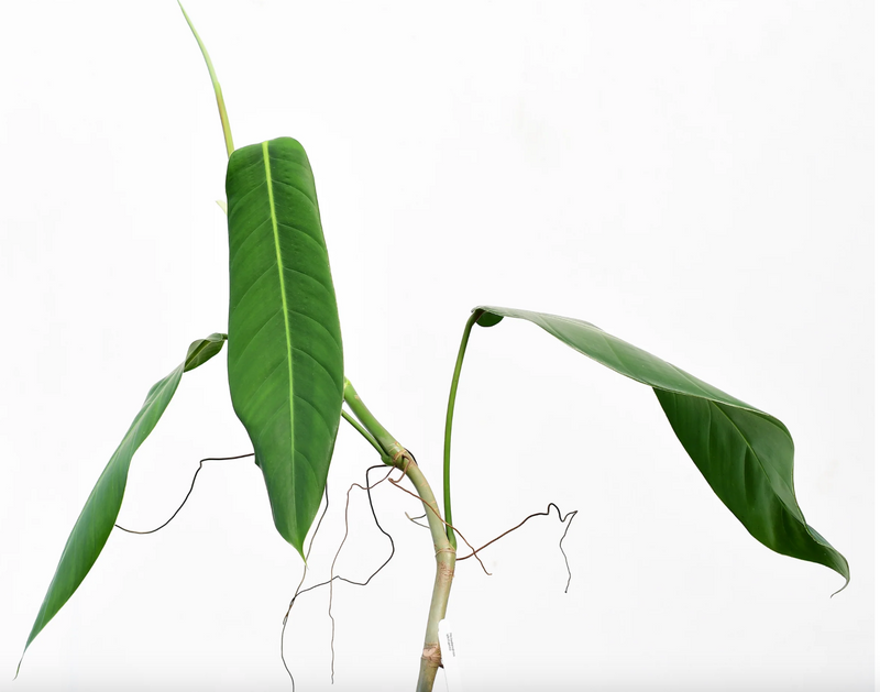 Philodendron lehmannii