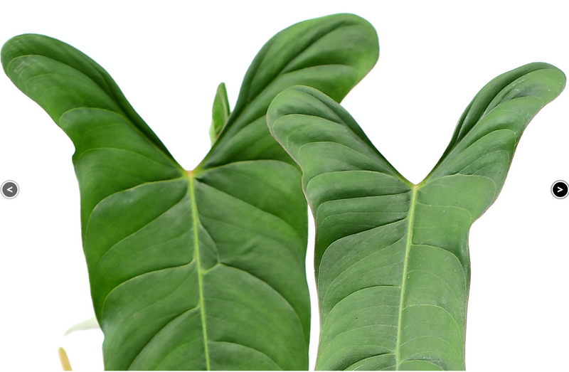 Philodendron pinnatilobum aff