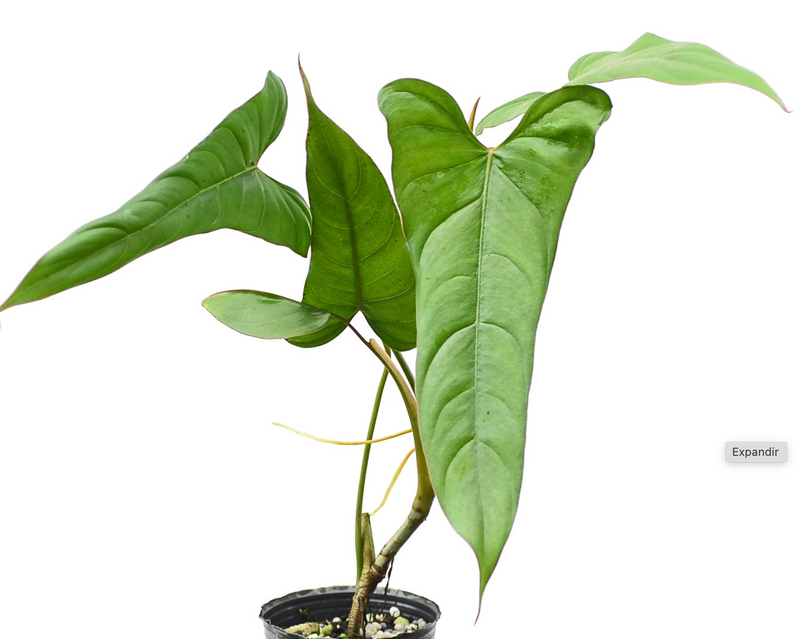 Philodendron pinnatilobum aff