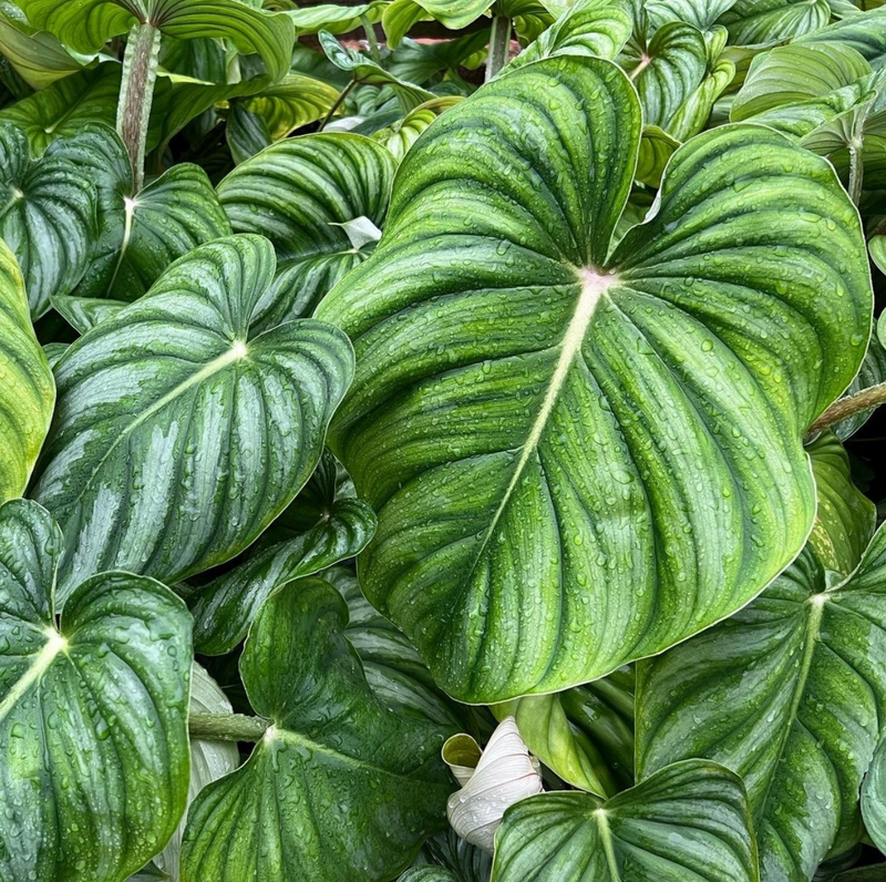 127 plowmanii var citrus プロウマニー　シトラス Philodendron plowmanii var 'Citrus' — Ecuagenera California