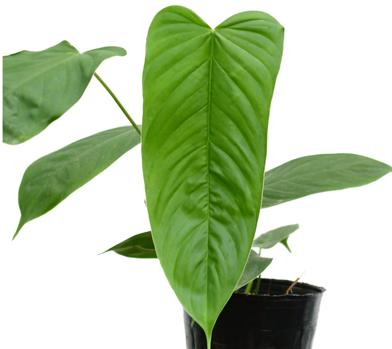 Philodendron tenue type