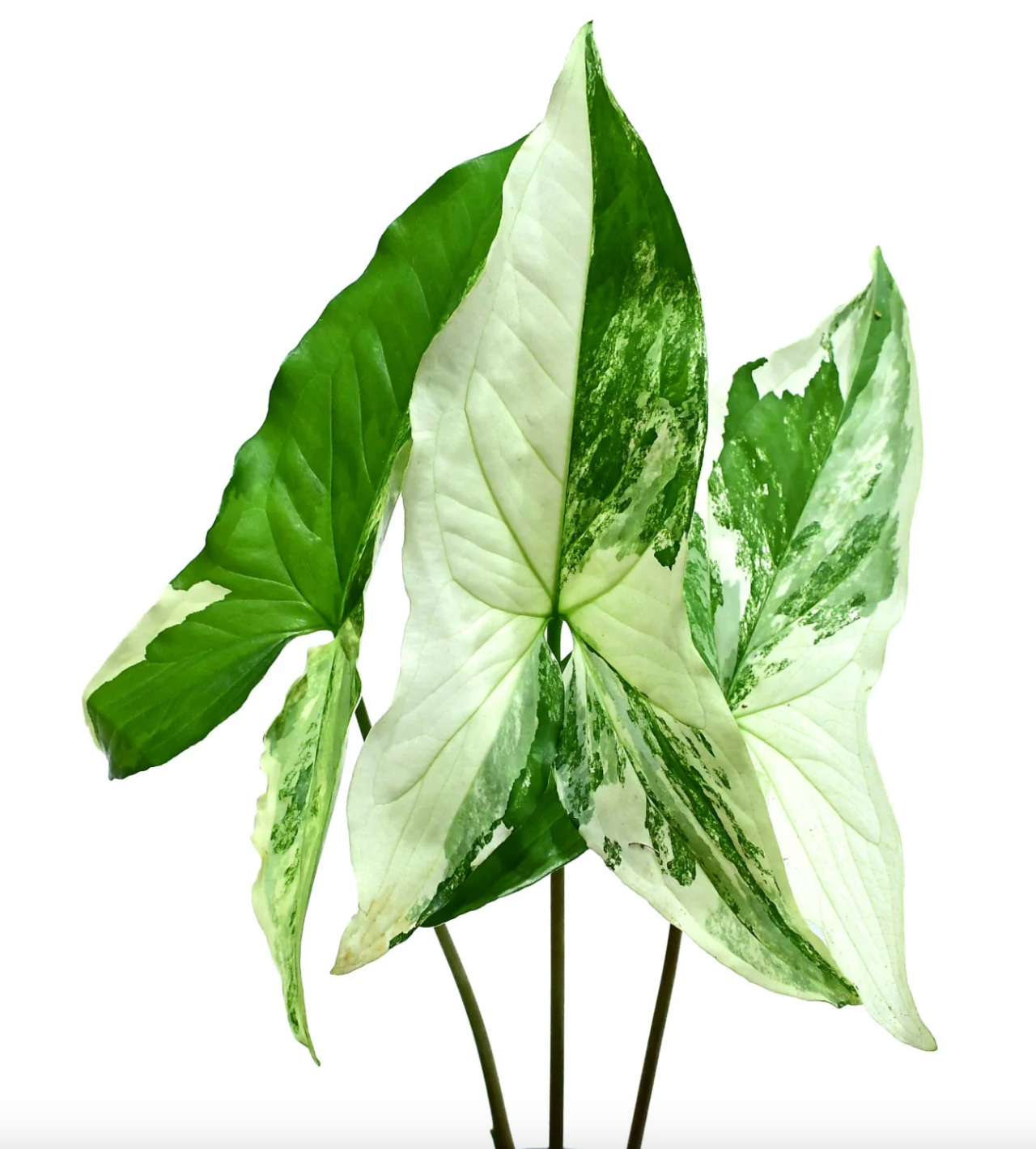 Syngonium