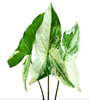 Syngonium podophyllum albo variegated