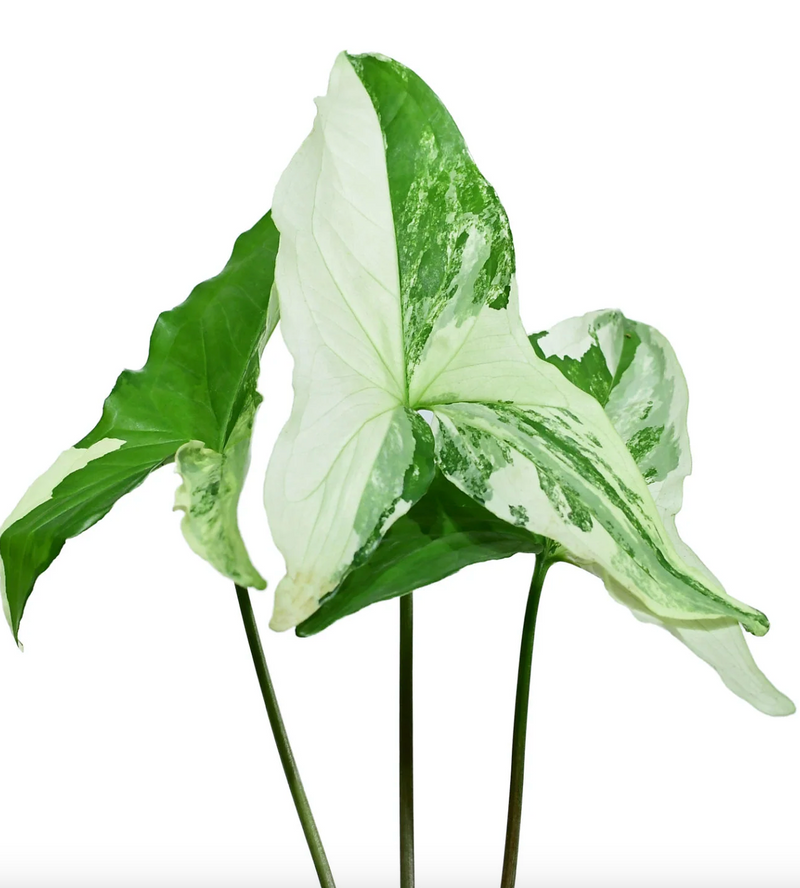 Syngonium podophyllum albo variegated