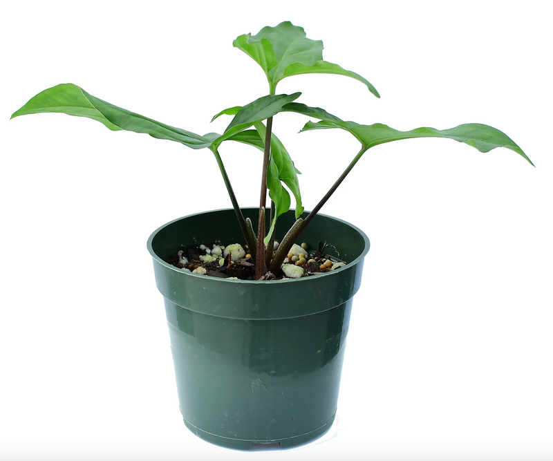 Syngonium podophyllum albo variegated