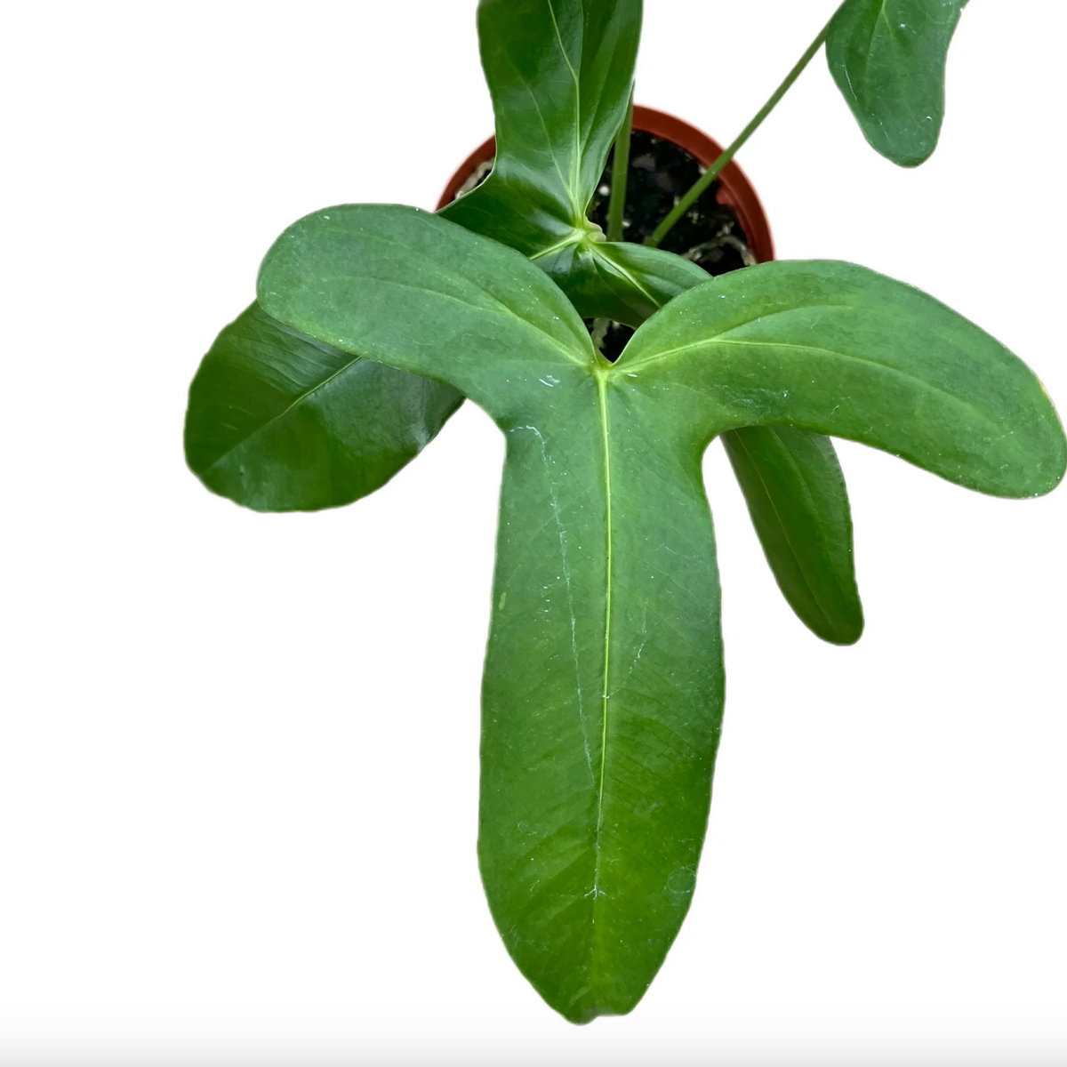 Anthurium falcatum aff — Ecuagenera California