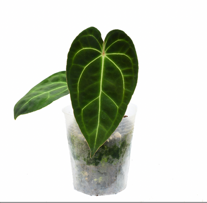 Anthurium Ecuagenera Green Soul 'Inverse crossing'