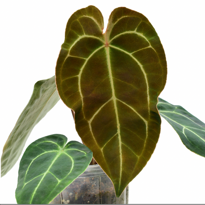 Anthurium Ecuagenera Green Soul 'Inverse crossing'