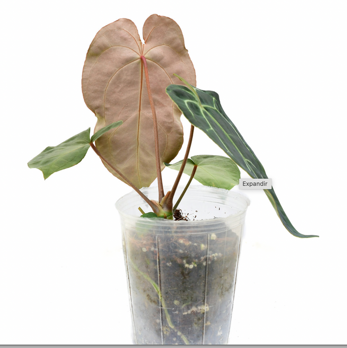 Anthurium Ecuagenera Green Soul 'Inverse crossing'