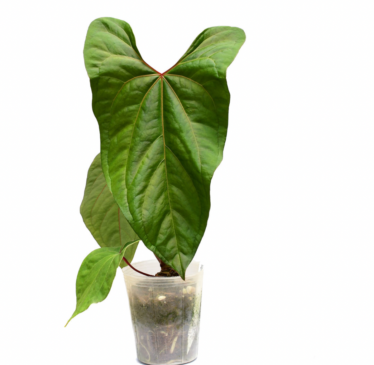Anthurium papillilaminum x portillae – Aroid Market