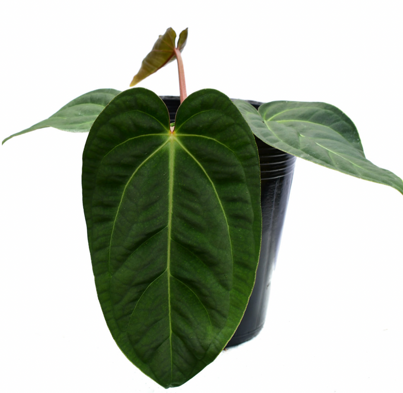 Anthurium Shuar Pride