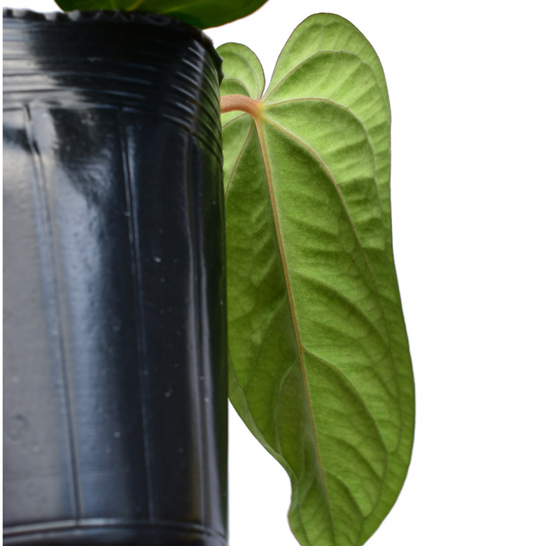 Anthurium Shuar Pride