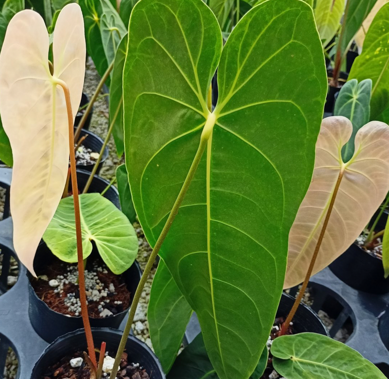Anthurium cirinoi Velvet