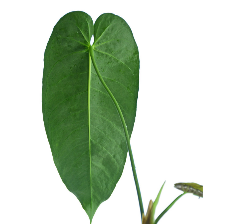Anthurium cirinoi Velvet