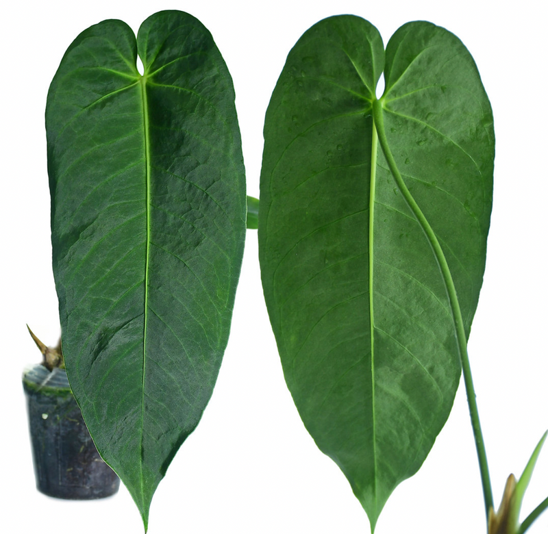 Anthurium cirinoi Velvet