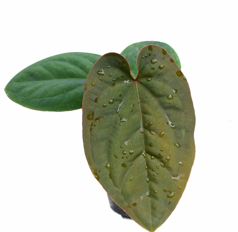 Anthurium dressleri — Ecuagenera California