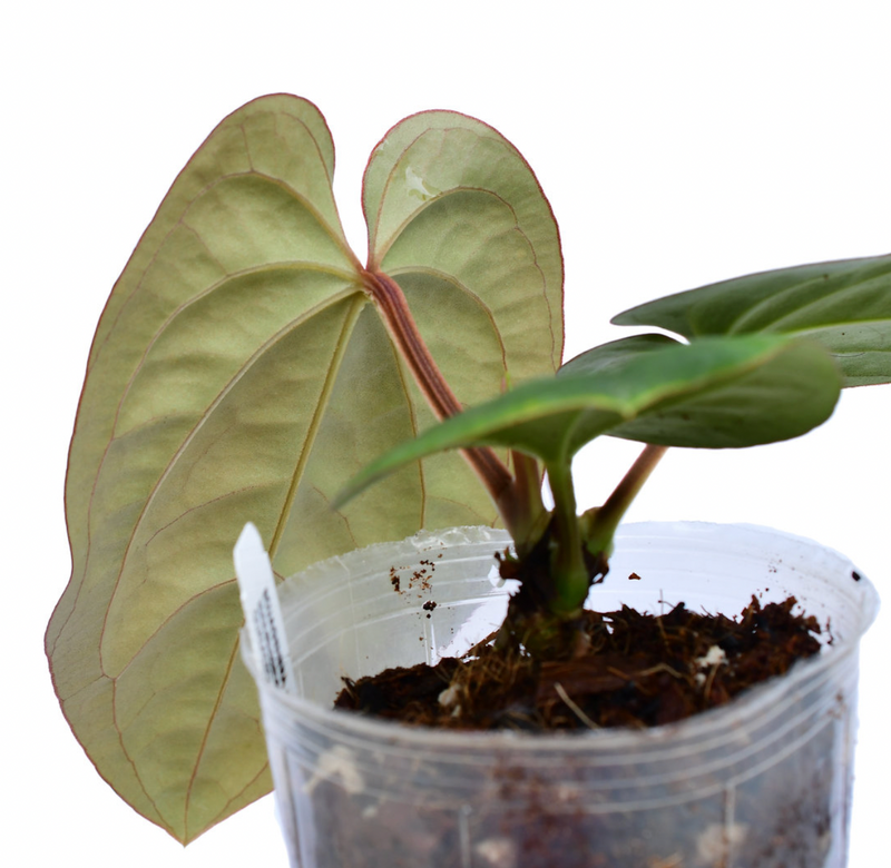Anthurium dressleri — Ecuagenera California