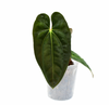 Anthurium papillilaminum